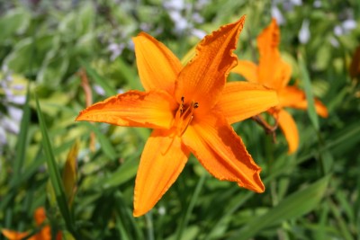 Hemerocallis 'Burning Daylight' - maslenica