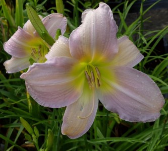 Hemerocallis 'Catherine Woodbury' 11 - maslenica