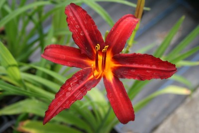 Hemerocallis 'Crimson Pirate' - maslenica