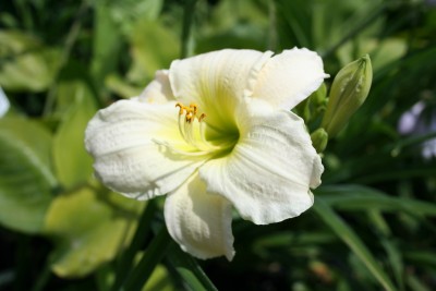 Hemerocallis 'Gentle Shepherd' - maslenica