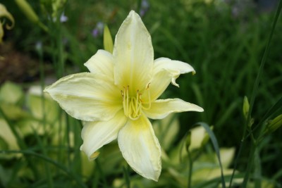 Hemerocallis 'Ice Carnaval' - maslenica