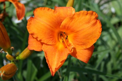 Hemerocallis 'Mauna  Loa' - maslenica
