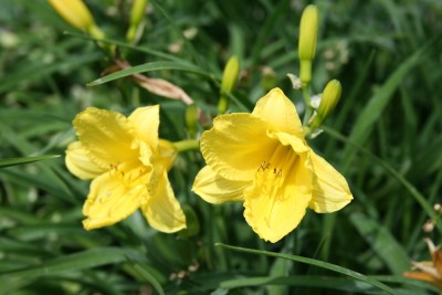 Hemerocallis 'Mini Stella' - maslenica