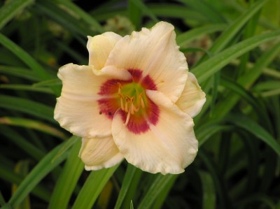 Hemerocallis 'Pandora's Box' - maslenica