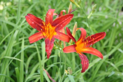 Hemerocallis 'Sammy Russel' - maslenica