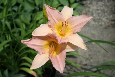 Hemerocallis 'Ski Lodge' - maslenica
