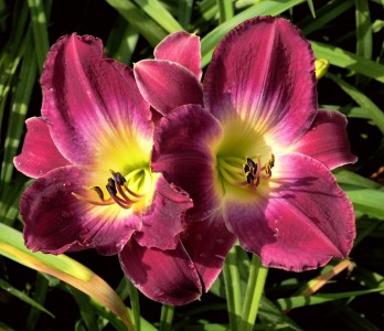 Hemerocallis 'Strutters Ball' - maslenica