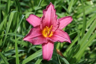 Hemerocallis 'Summer Wine' - maslenica