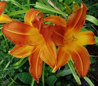 Hemerocallis 'Tahitian Isle' - maslenica