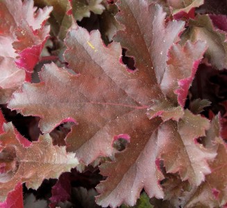 Heuchera americana 'Chocolate Ruffles' - ognjeni dež