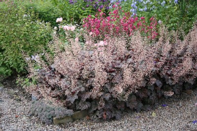 Heuchera americana 'Palace Purple' - ognjeni dež