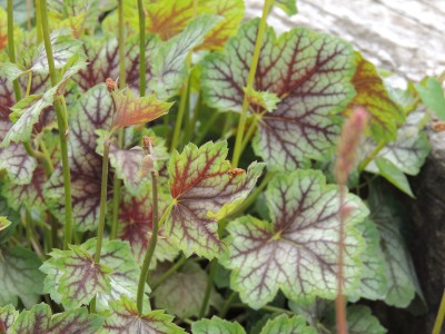 Heuchera 'Green Spice' - ognjeni dež