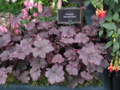 Heuchera 'Midnight Rose' - ognjeni dež