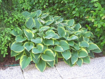 Hosta fortunei 'Aureomarginata' - hosta