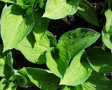 Hosta 'Gold Standard' - hosta