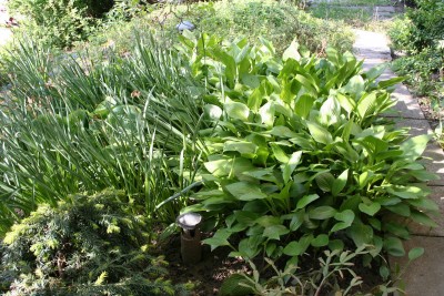 Hosta minor - hosta