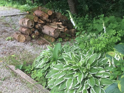 Hosta 'Minute Man' - hosta