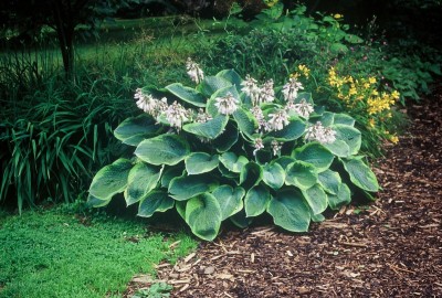 Hosta sieboldiana 'Frances Williams' - hosta