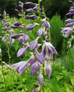 Hosta ventricosa - hosta