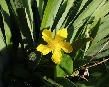 Hypericum calycinum 'Rose v. Scharon' - krčnica