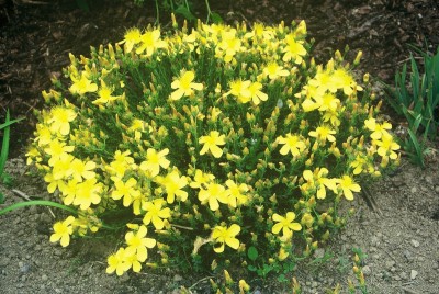 Hypericum polyphyllum 'Grandiflorum' - krčnica