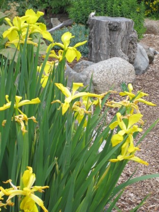 Iris pseudacorus - perunika
