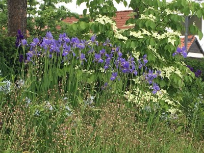Iris sibirica 'Caesar's Brother' - perunika
