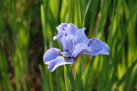 Iris sibirica 'Papillon' - perunika