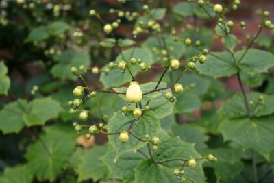 Kirengeshoma palmata - kirengešoma