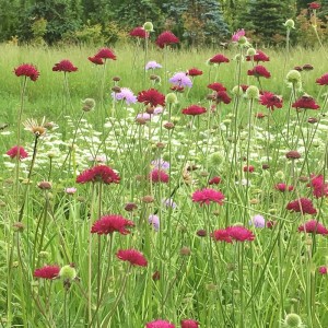 Knautia macedonica 'Mini Midget - grabljišče
