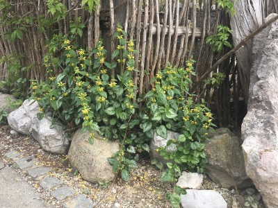 Lamiastrum galeobdolon 'Herman's Pride' - rumena mrtva kopriva