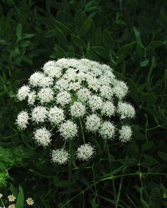 Laserpitium siler - jelenovec