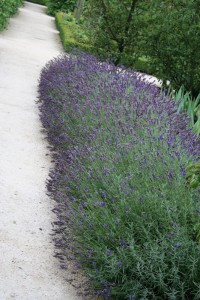 Lavandula angustifolia 'Hidcote Blue' - sivka