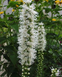Liatris spicata 'Alba' - liatris
