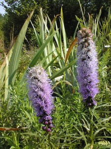 Liatris spicata 'Kobold' - liatris