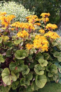 Ligularia dentata  'Othello' - ligularija