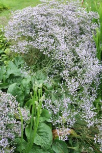 Limonium latifolium - mrežica
