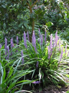 Liriope muscari 'Ingwersen' - liriopa