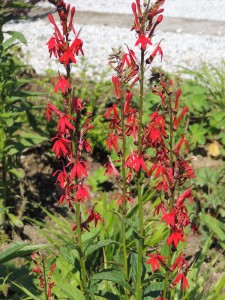 Lobelia cardinalis - lobelija