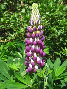 Lupinus  'Gallery Blue' - volčji bob