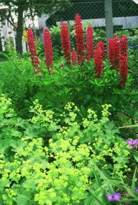 Lupinus  'Gallery Red' - volčji bob