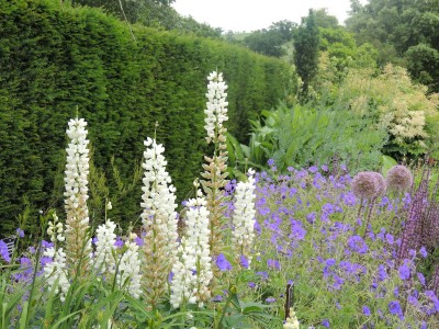 Lupinus  'Gallery White' - volčji bob