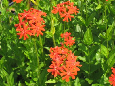 Lychnis chalcedonica - škrlatna lučca