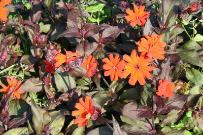 Lychnis x arkwrightii 'Vesuvius' - lučca