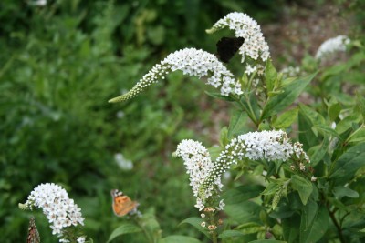 Lysimachia  clethroides - pijavčnica