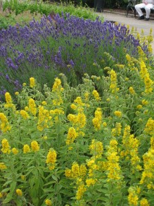 Lysimachia punctata - pijavčnica
