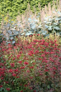 Monarda dydima 'Goldmelisse' - monarda
