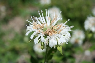 Monarda 'Schneewittchen' - monarda