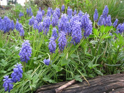 Muscari racemosum - grozdnata hrušica