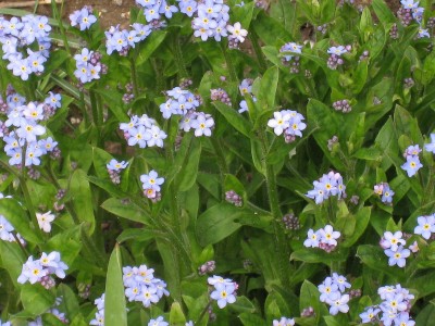 Myosotis palustris - spominčica